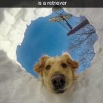 hund-kigger-ned